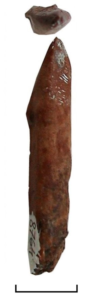împungător