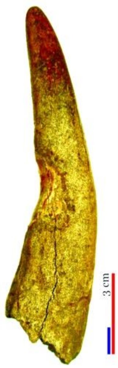 corn de cerb/deșeu/scurmator