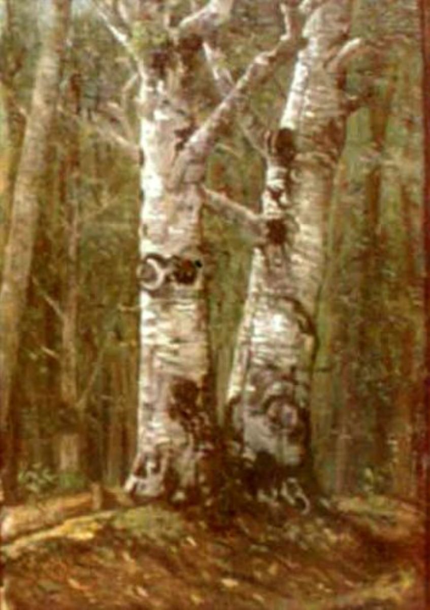 Fagi în pădure