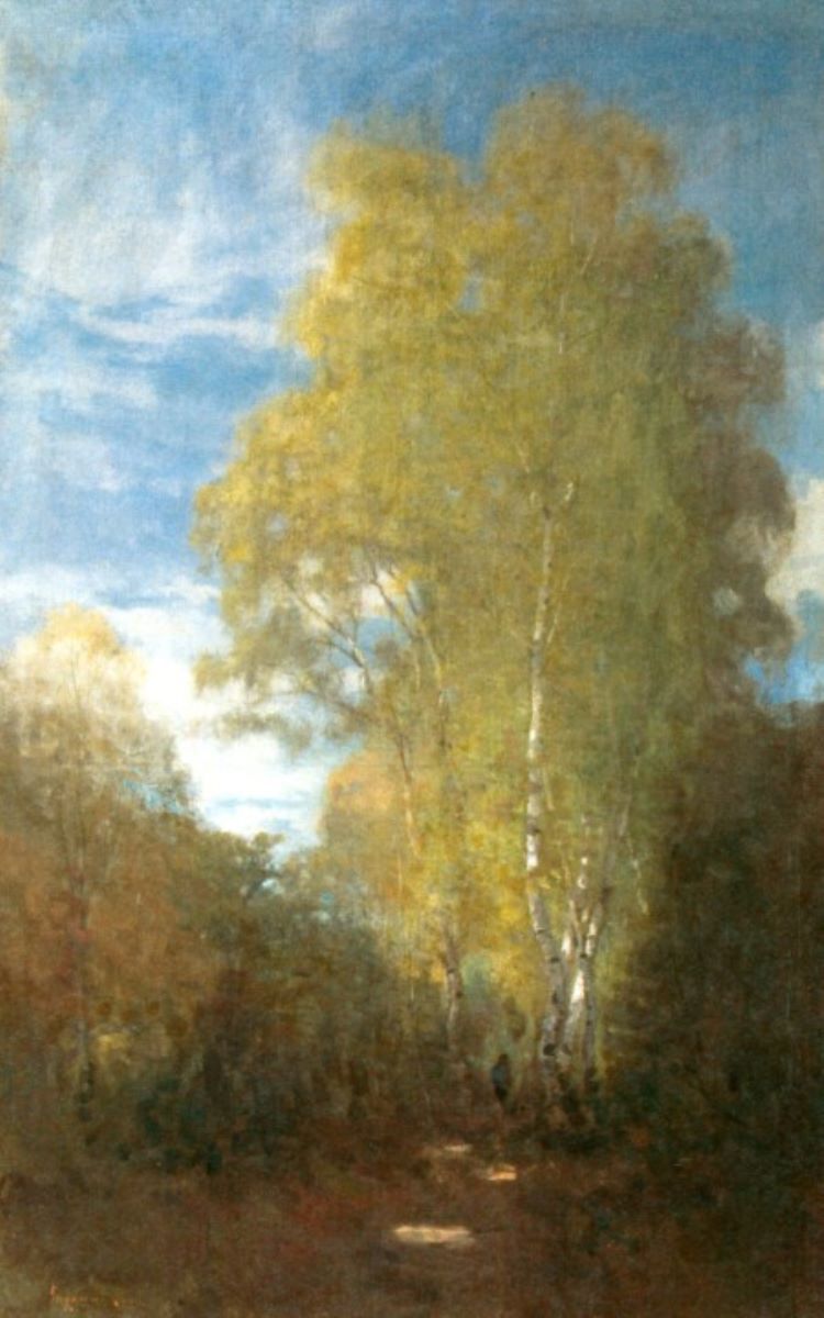 Luminiș cu fagi