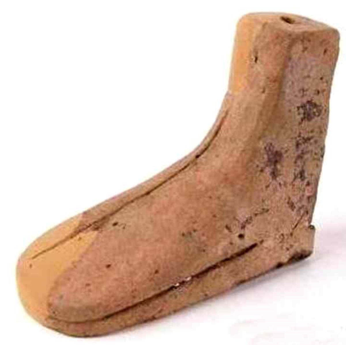 Picior calapod