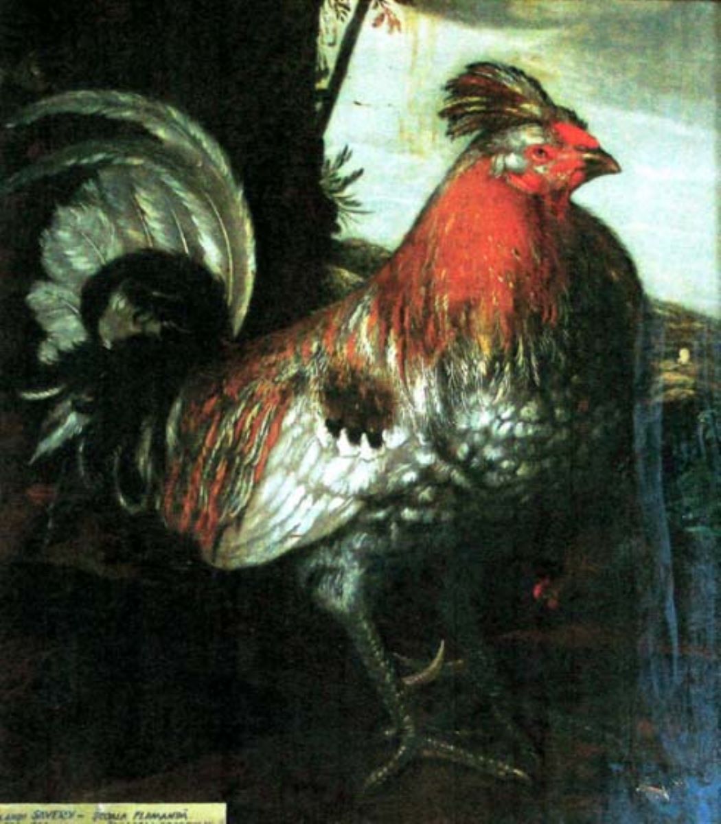 Parabola cocoșului