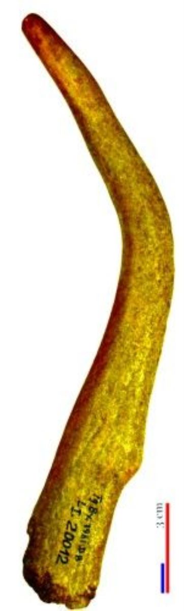 corn de cerb/deșeu/scurmator