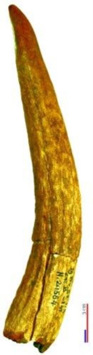 vârf oblic