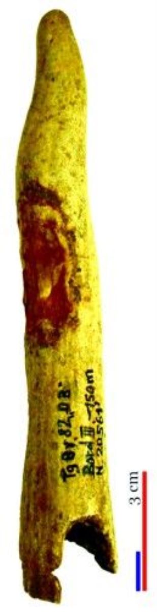 corn de cerb/materie primă/scurmător