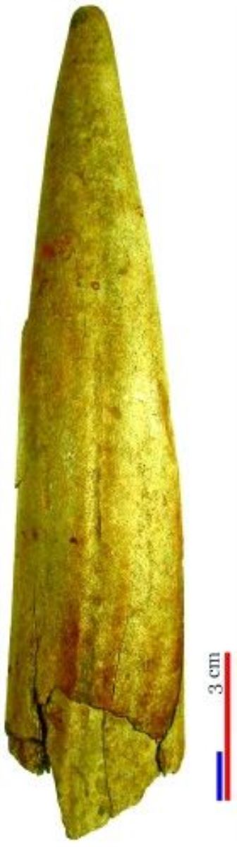 corn de cerb/deșeu/scurmator