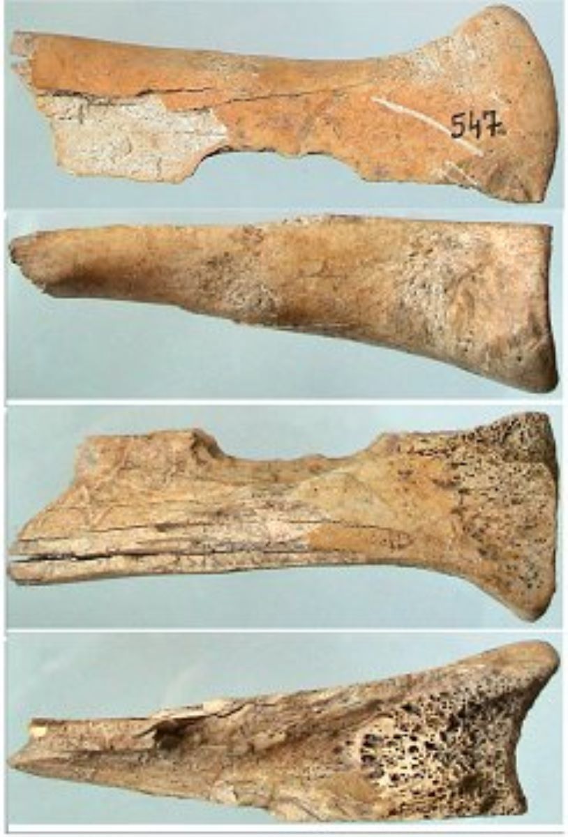Patină de os - tibia