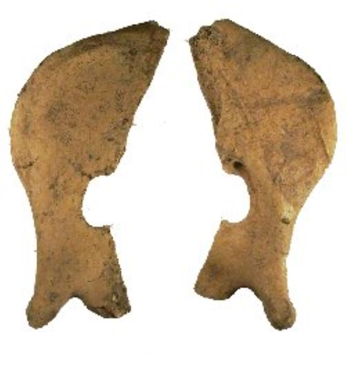 Netezitor pe fragment de os plat