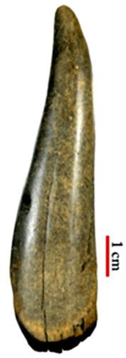 corn de cerb - rază