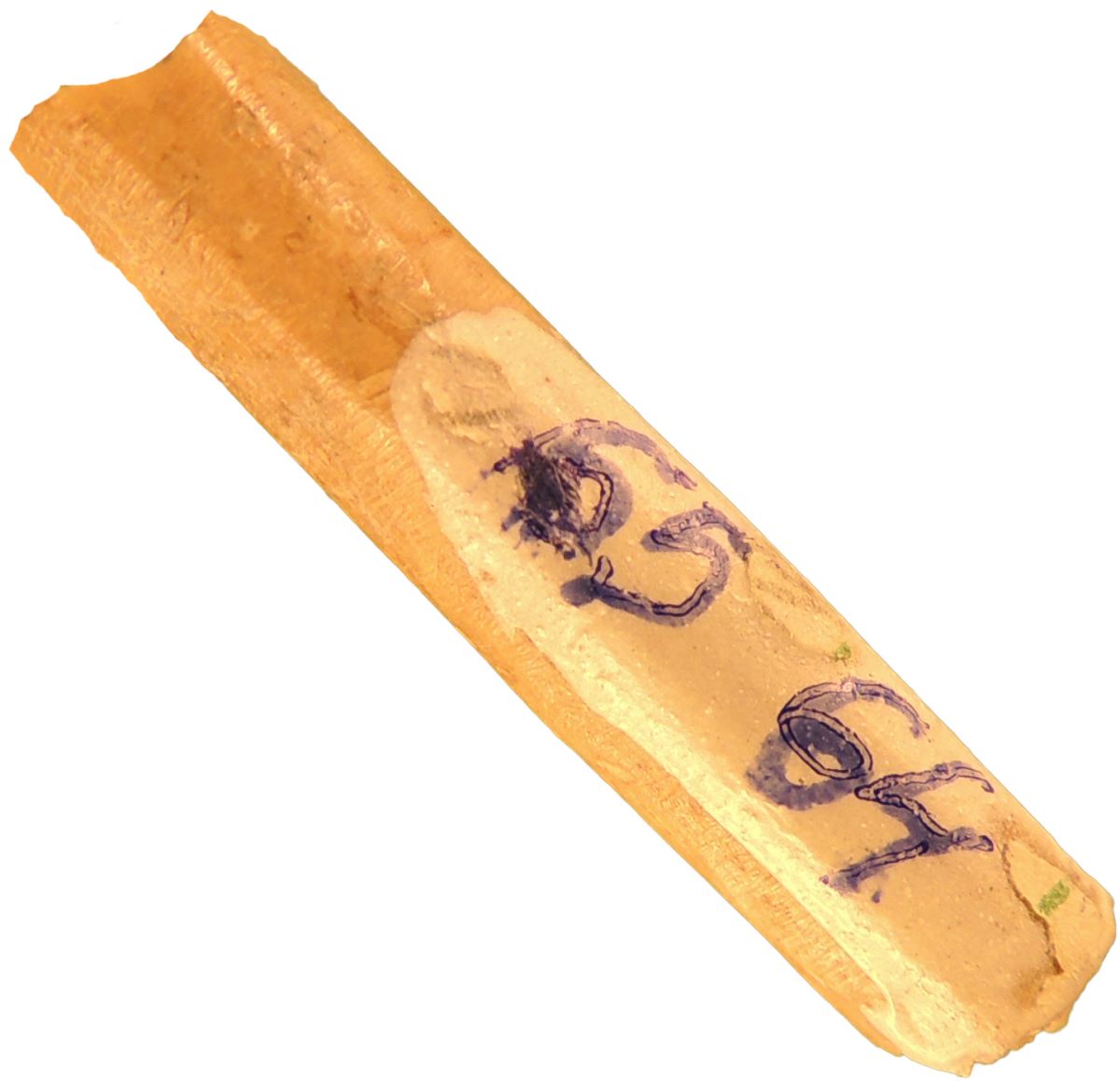 Ac de os (de podoabă) perforat pe fragment de os lung de vită