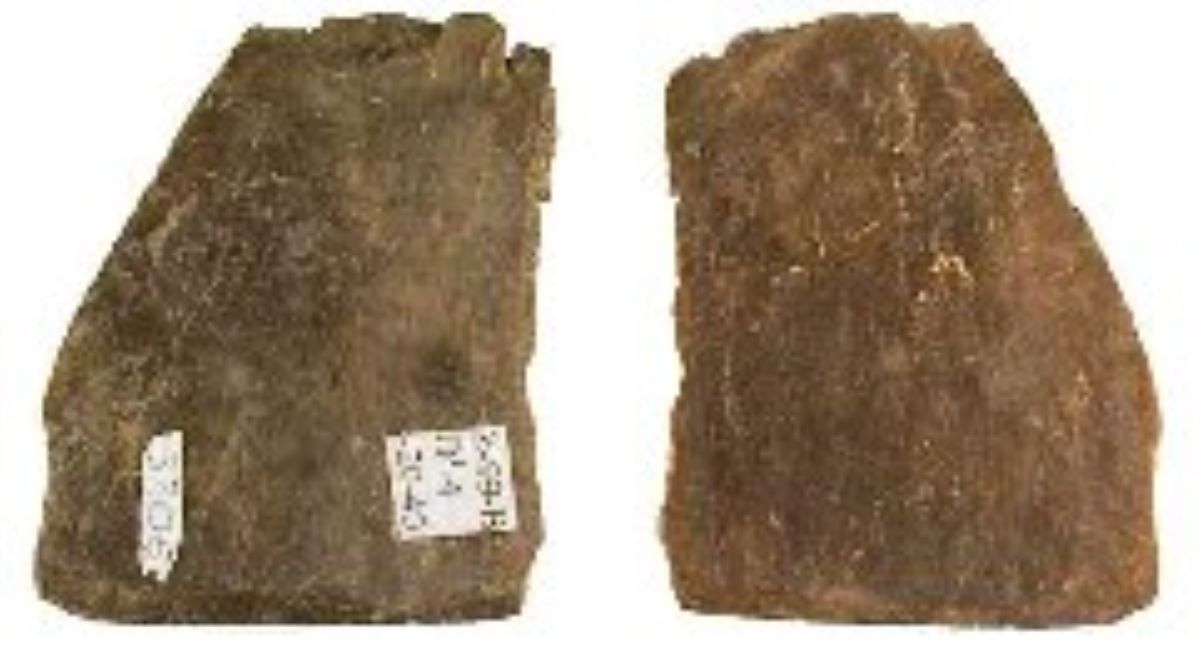 Netezitor pe fragment de os plat