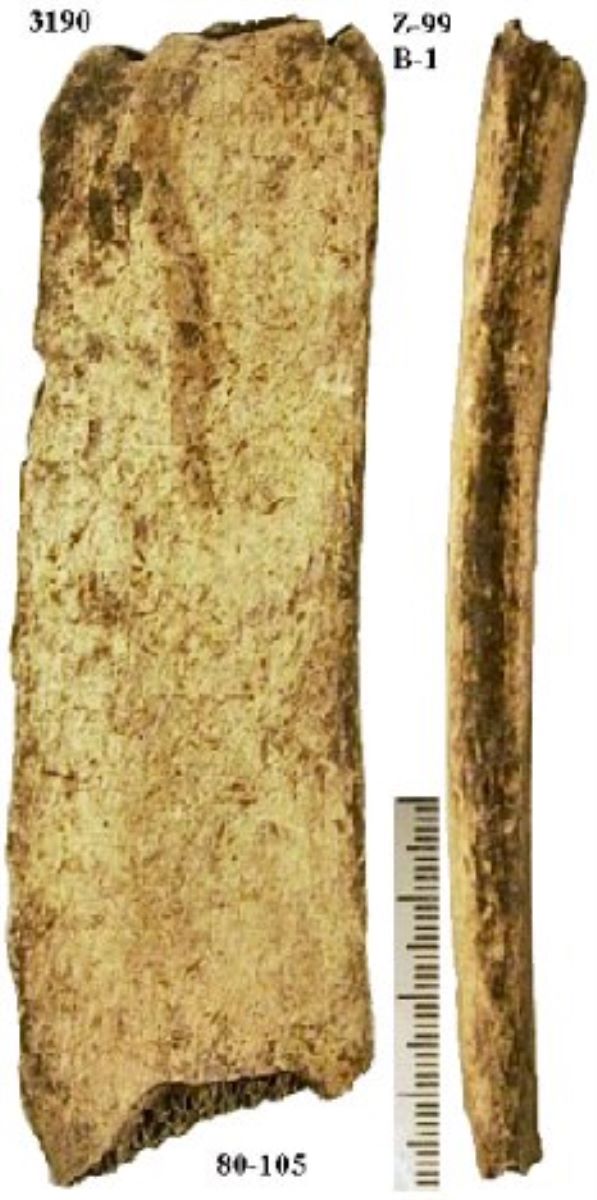 Netezitor pe fragment de os plat (coastă)