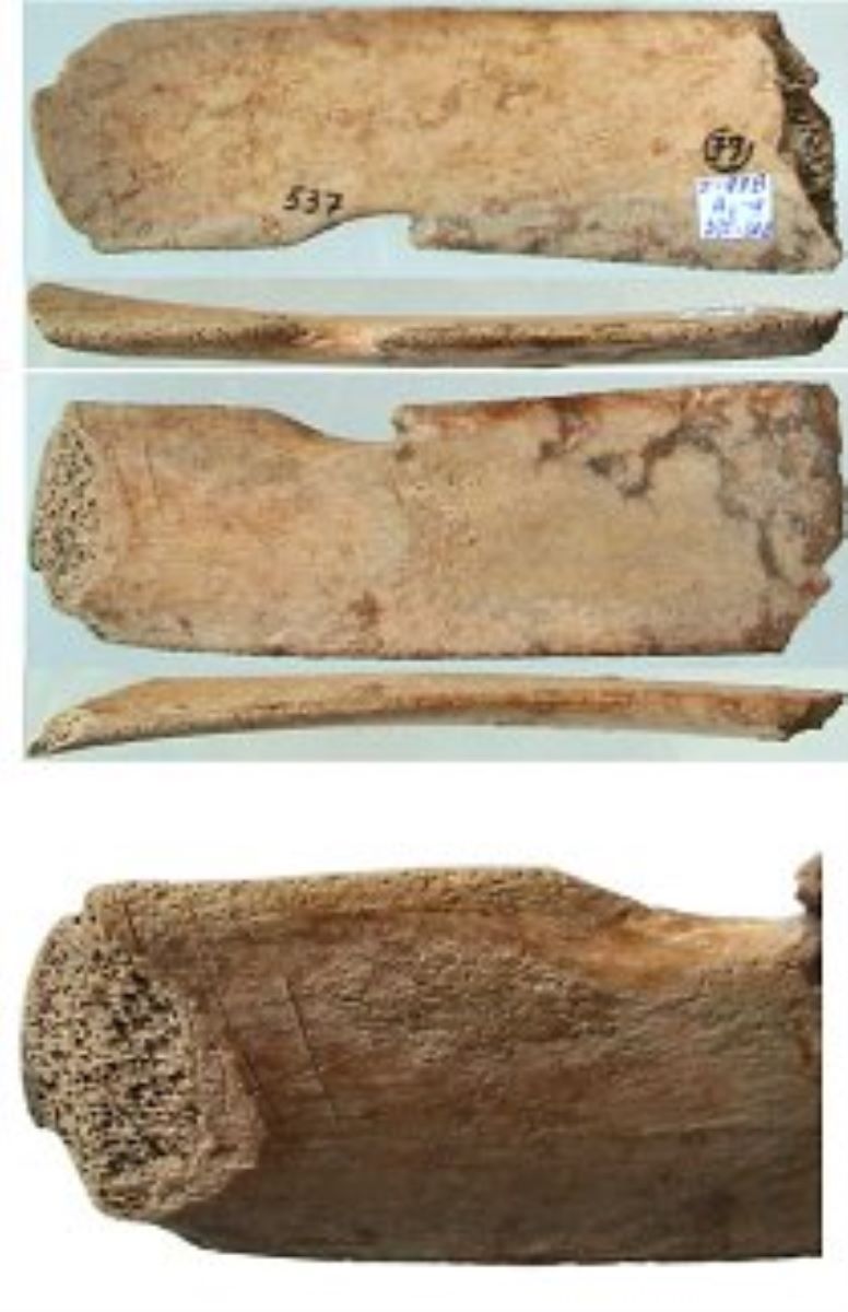 Netezitor pe fragment de os plat (coastă)