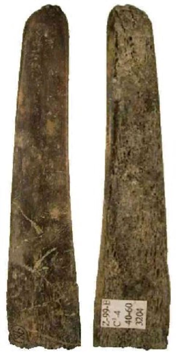 Netezitor pe fragment de os plat (coastă)
