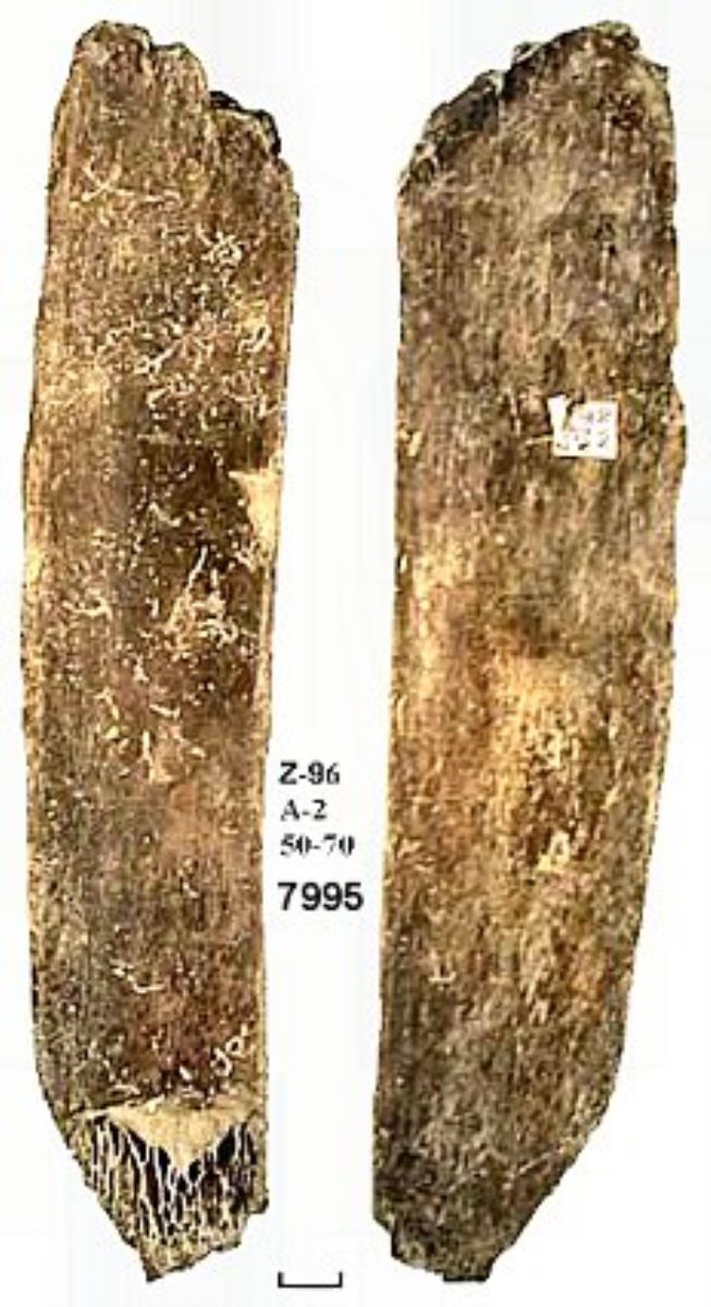 Netezitor pe fragment de os plat (coastă)