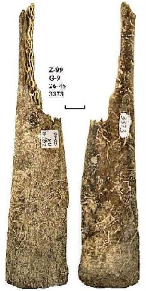Netezitor pe fragment de os plat (coastă)