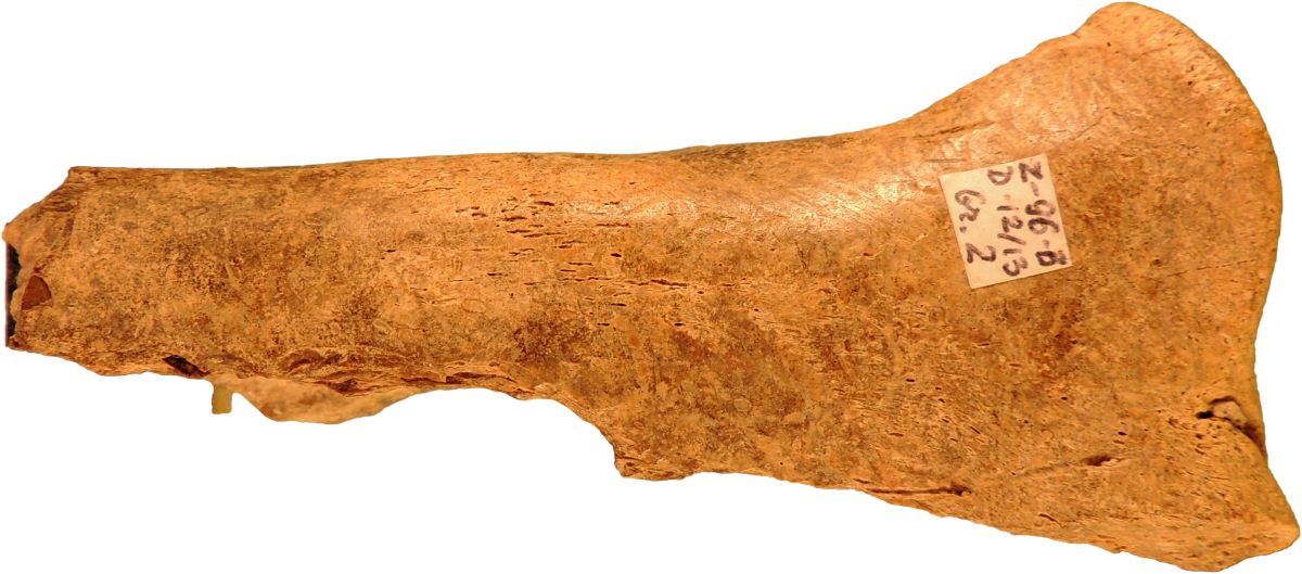 Patină de os - radius