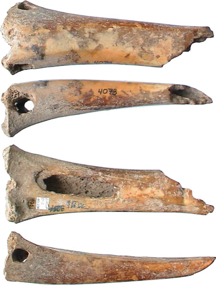 Patina de os - tibia