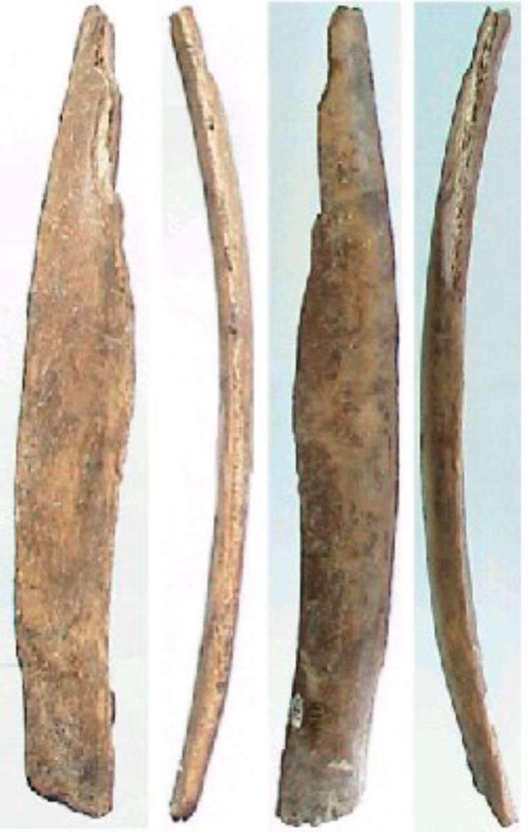 Netezitor pe fragment de os plat (coastă)