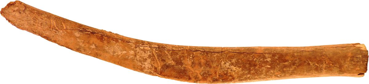 Netezitor pe fragment de os plat (coastă)