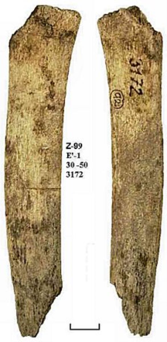 Netezitor pe fragment de os plat (coastă)