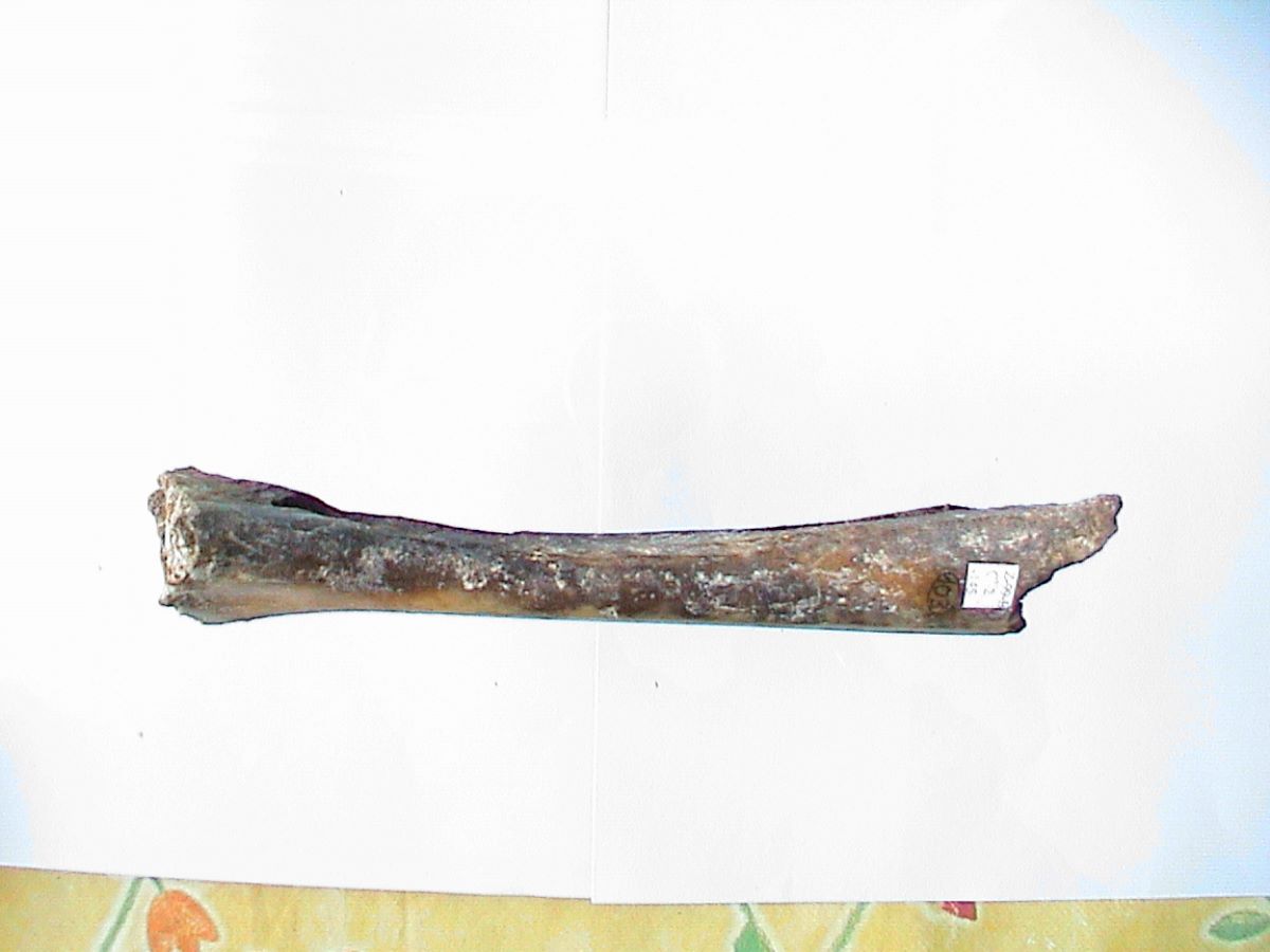 Patină de os – tibia; Patină cu două orificii