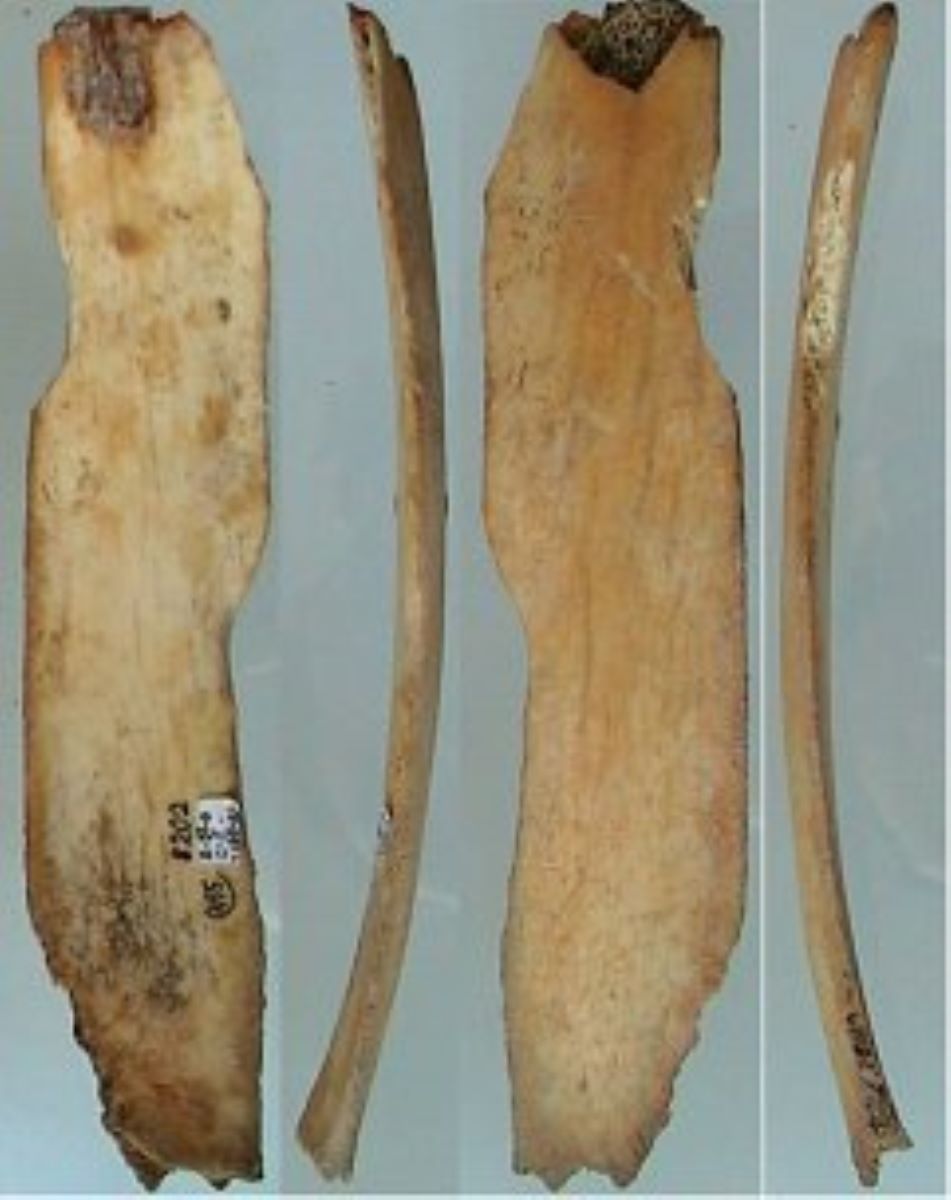Netezitor pe fragment de os plat (coastă)