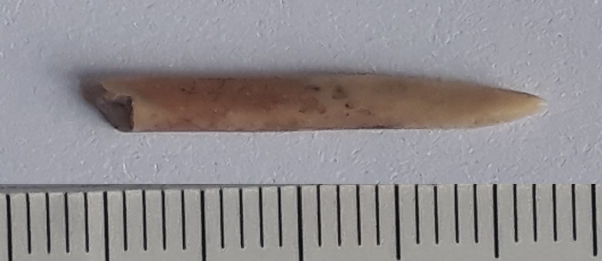 Vârf pe fibula de porc