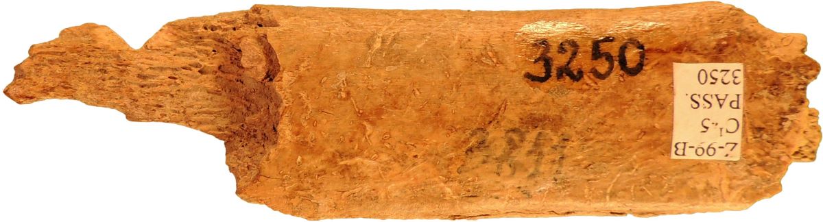 Netezitor pe fragment de os plat (coastă)