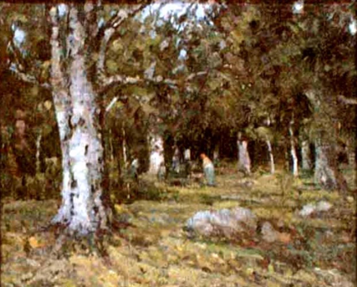 Pădure de fagi vara
