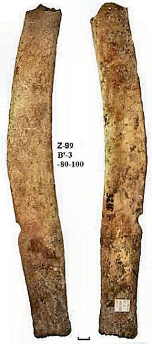 Netezitor pe fragment de os plat (coastă)