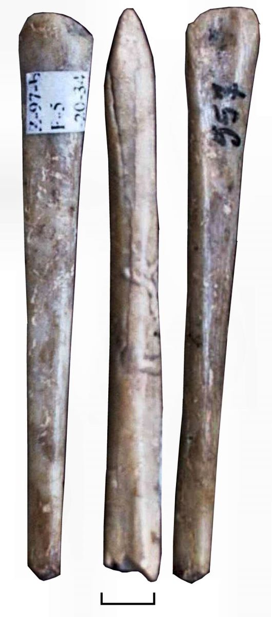 Vârf pe fibula de porc
