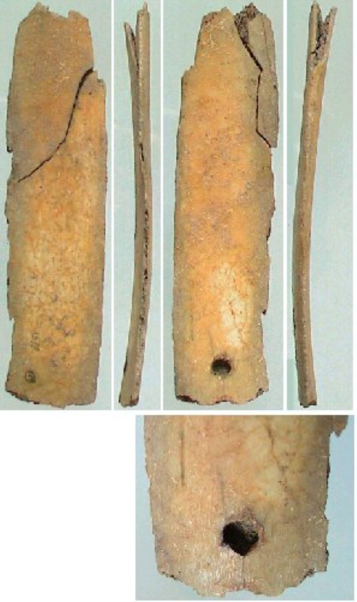 Netezitor pe fragment de os plat (coastă)