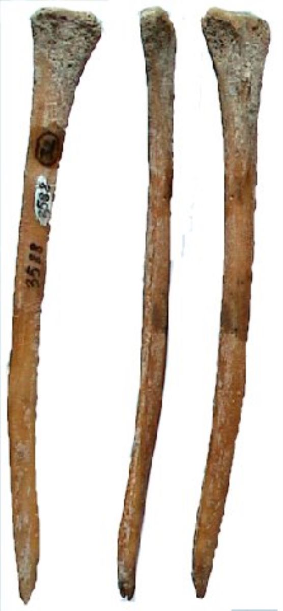 Vârf pe fibula de porc