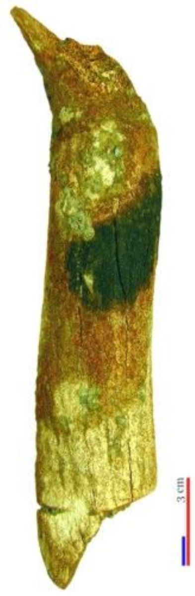Eboșă - vârf oblic - corn de cerb
