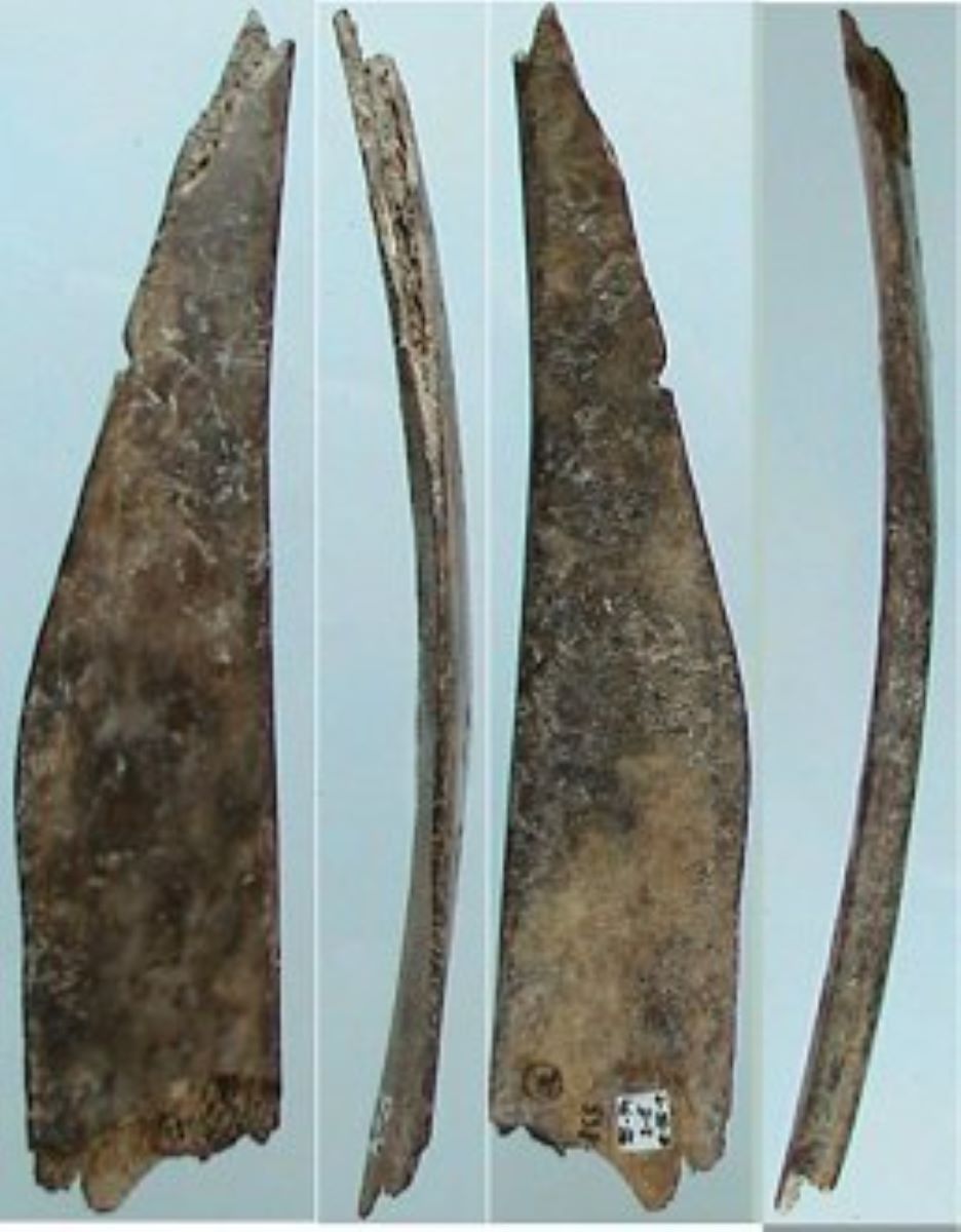 Netezitor pe fragment de os plat (coastă)