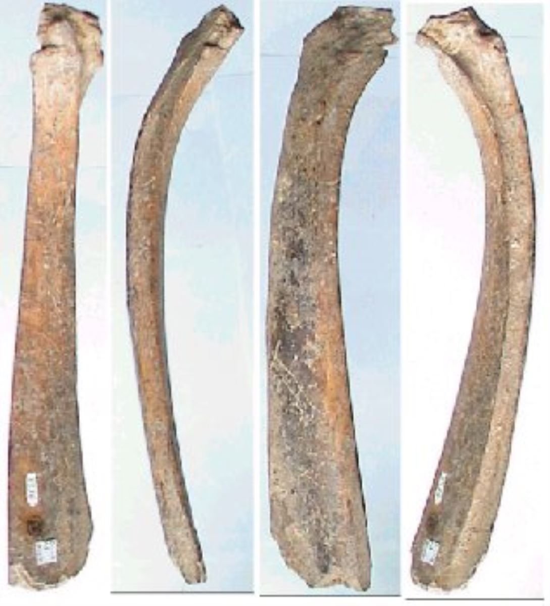 Netezitor pe fragment de os plat (coastă)