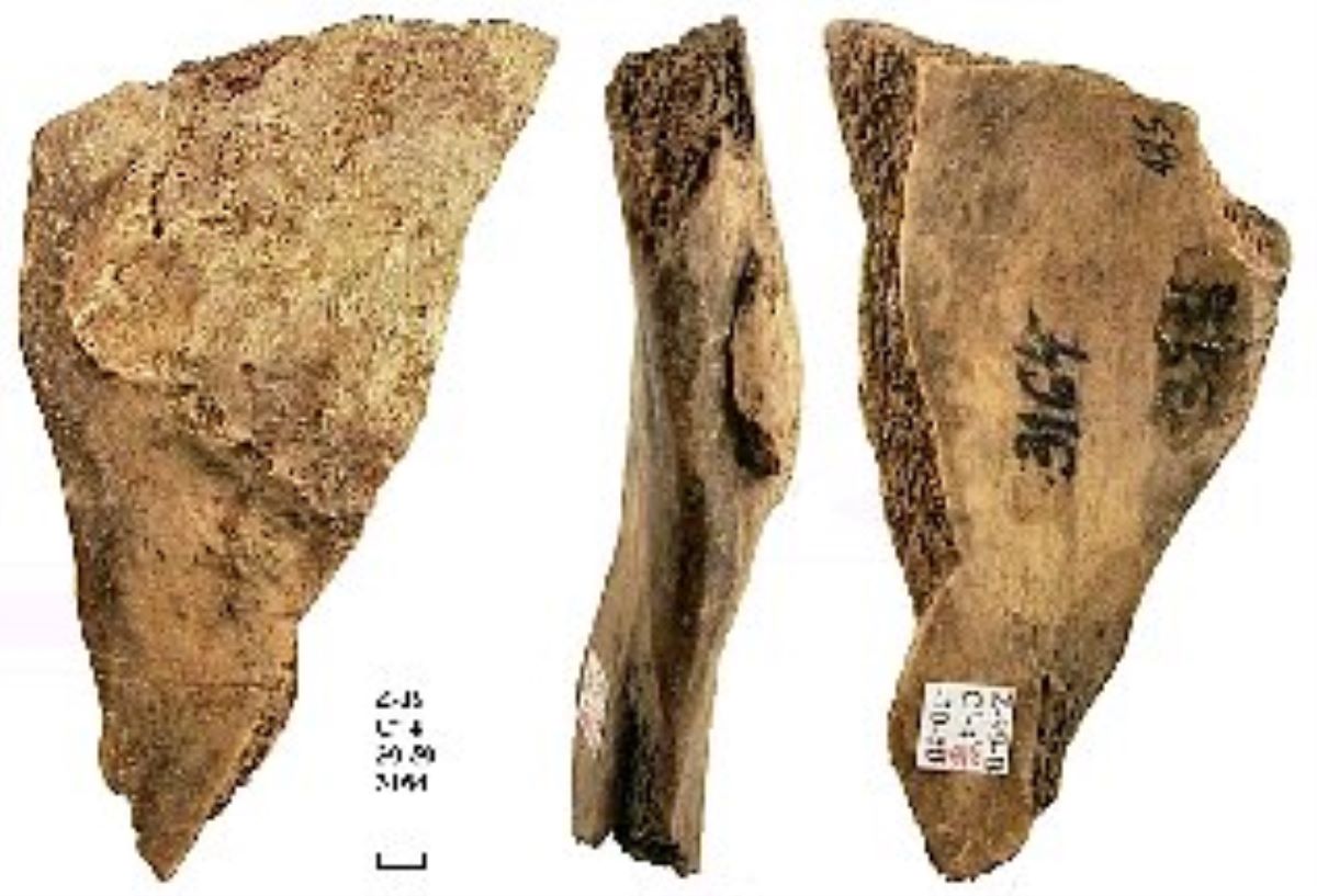 Netezitor pe fragment de os plat
