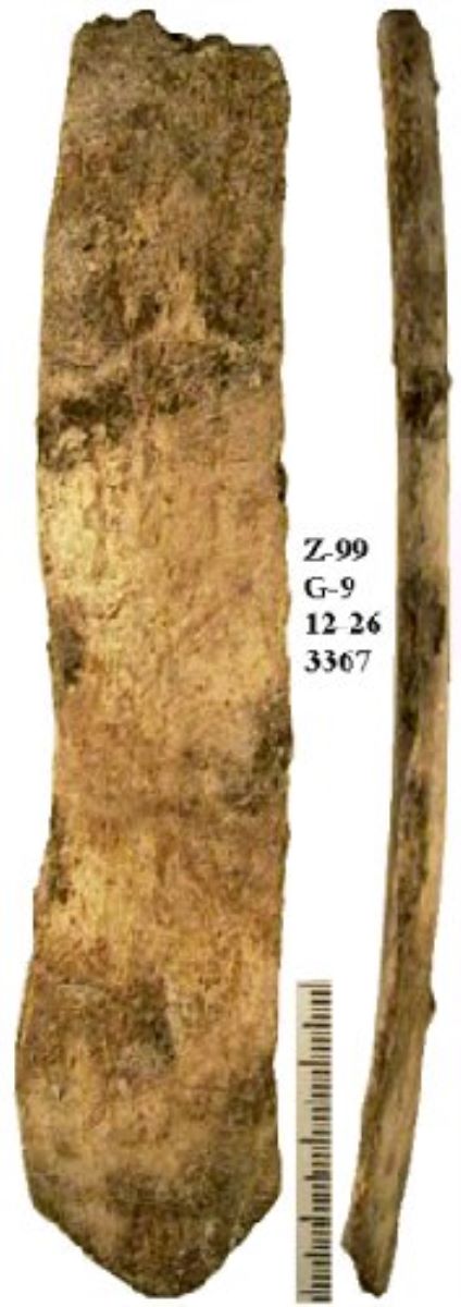 Netezitor pe fragment de os plat (coastă)