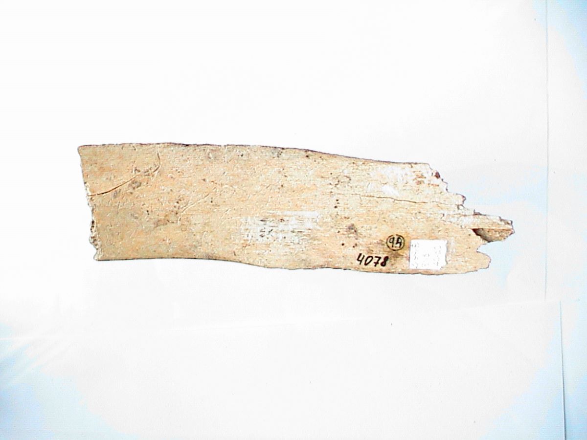 Netezitor pe fragment de os plat (coastă)