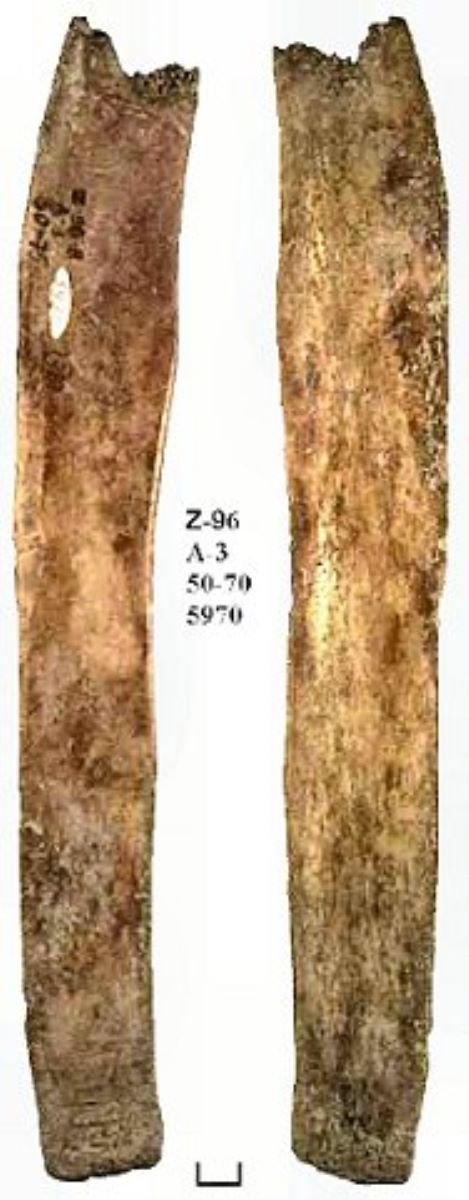 Netezitor pe fragment de os plat (coastă)