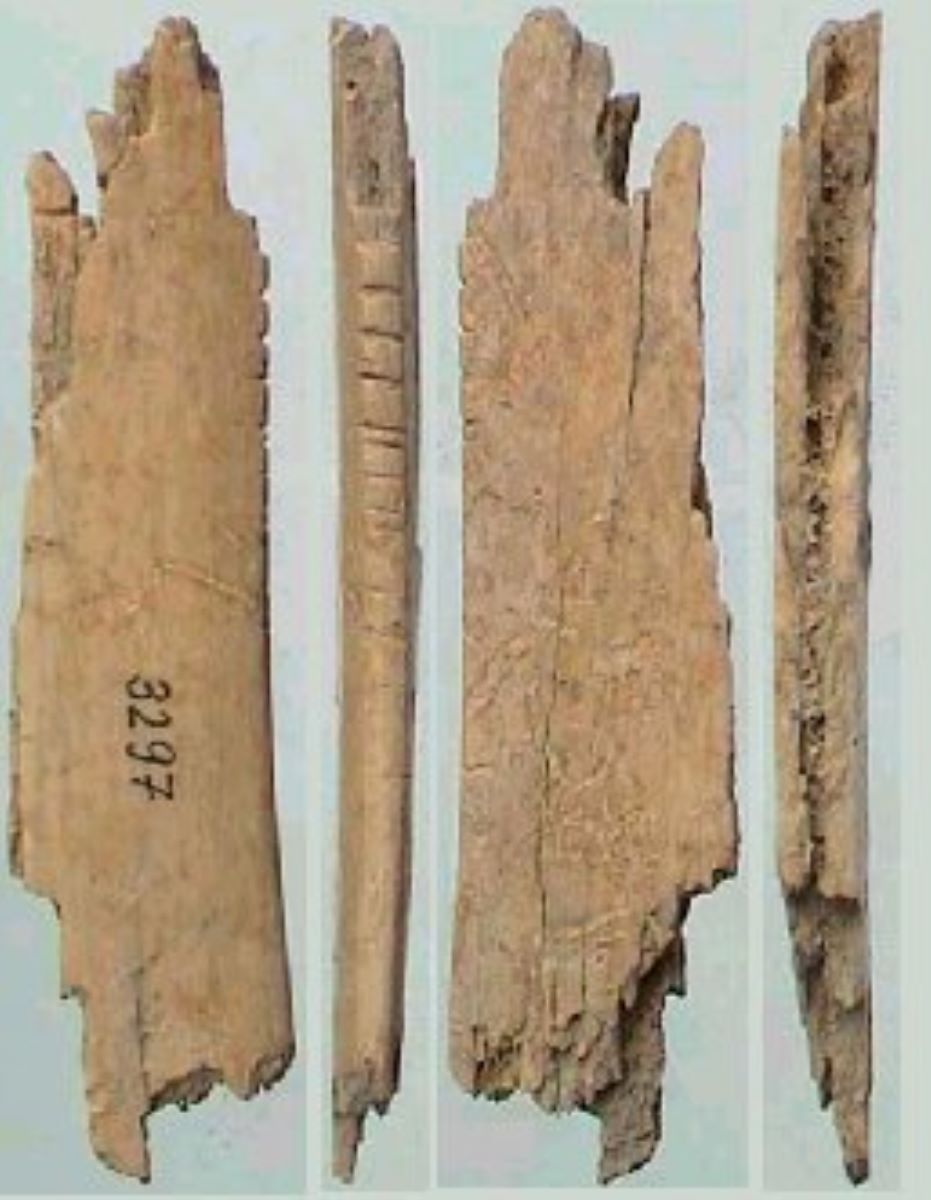 Netezitor pe fragment de os plat (coastă)