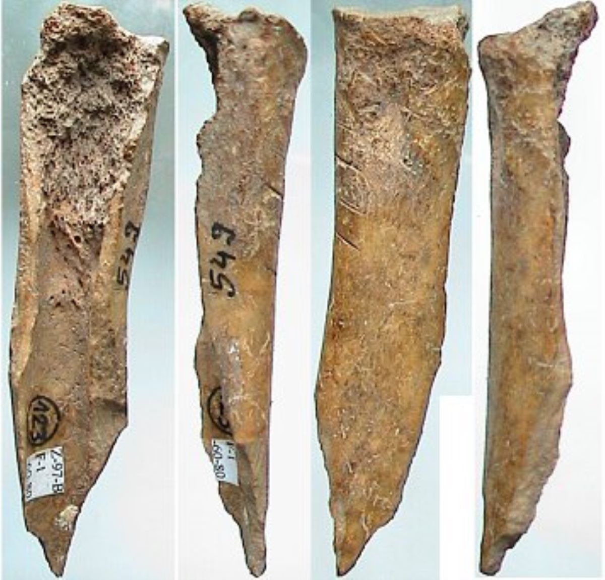 Vârf pe fragment diafizar de os lung