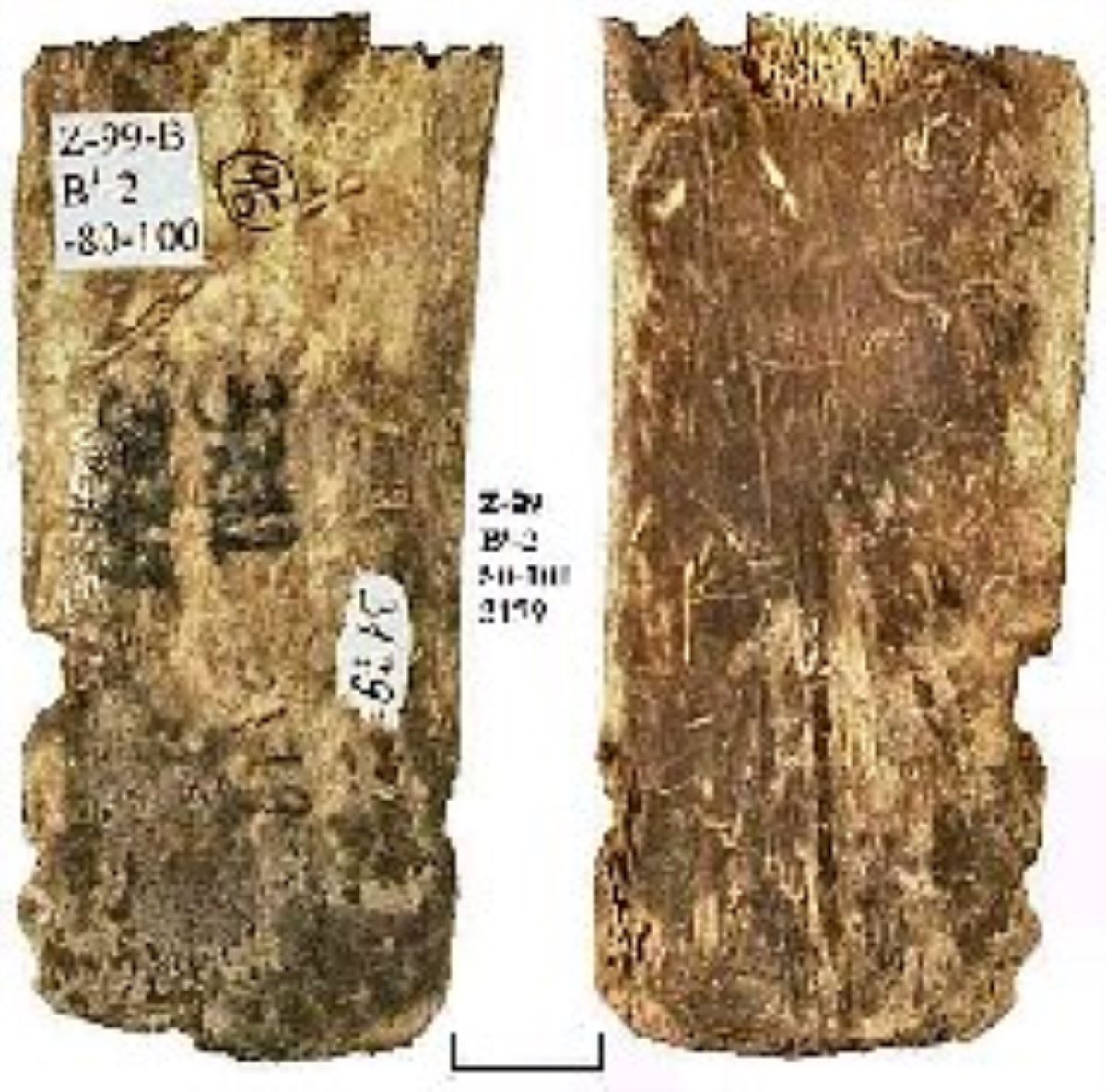 Netezitor pe fragment de os plat (coastă)