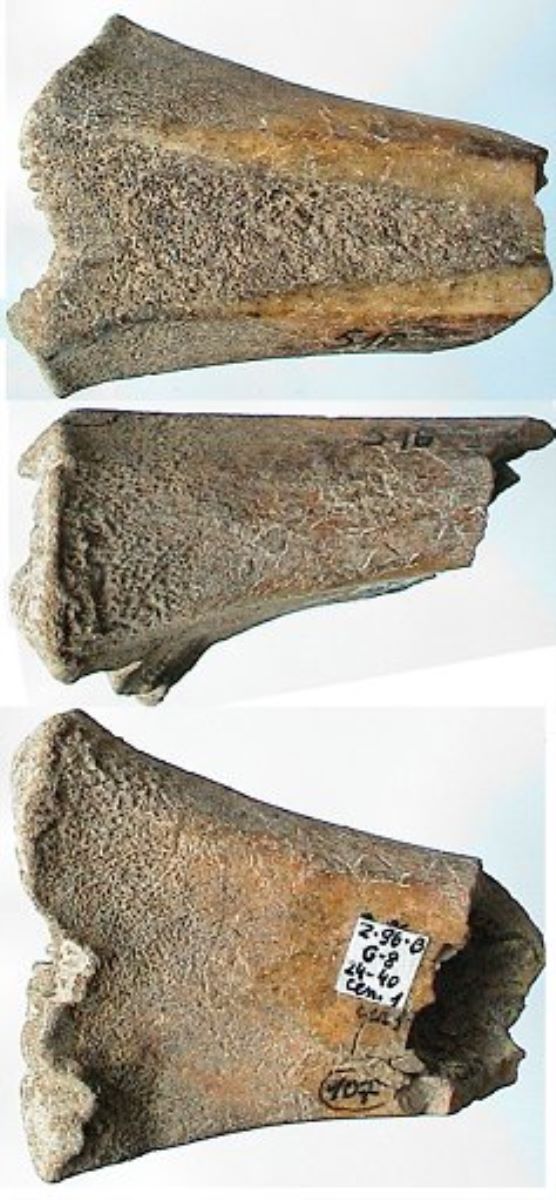 Patină de os - tibia