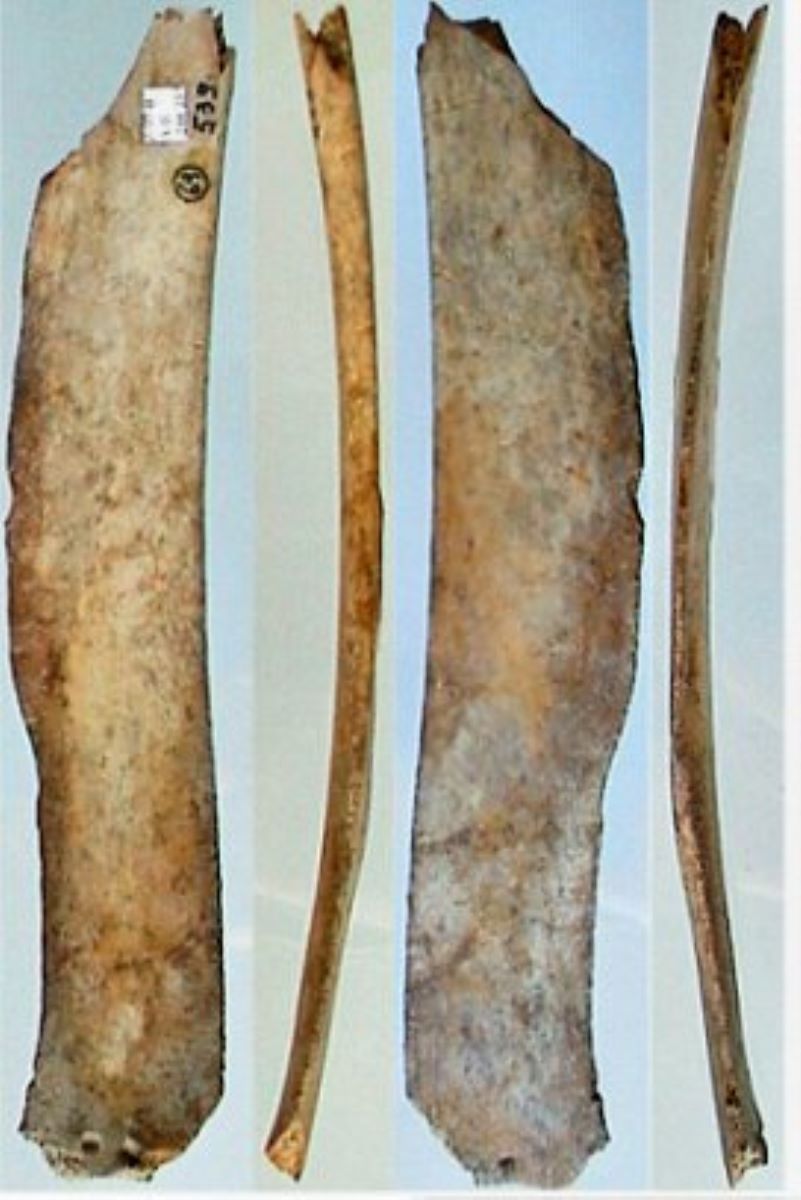 Netezitor pe fragment de os plat (coastă)