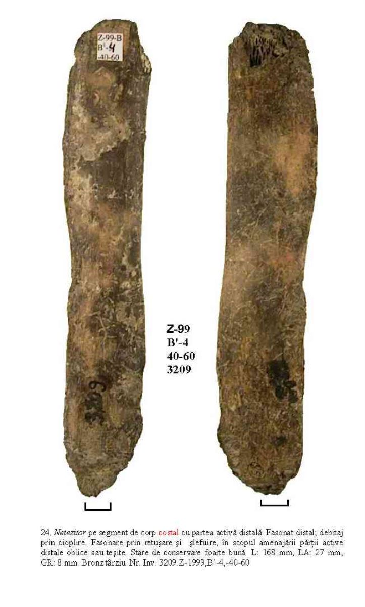 Netezitor pe fragment de os plat (coastă)