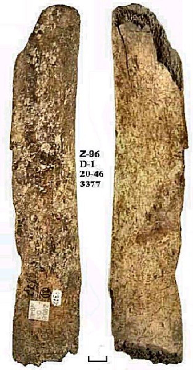 Netezitor pe fragment de os plat (coastă)