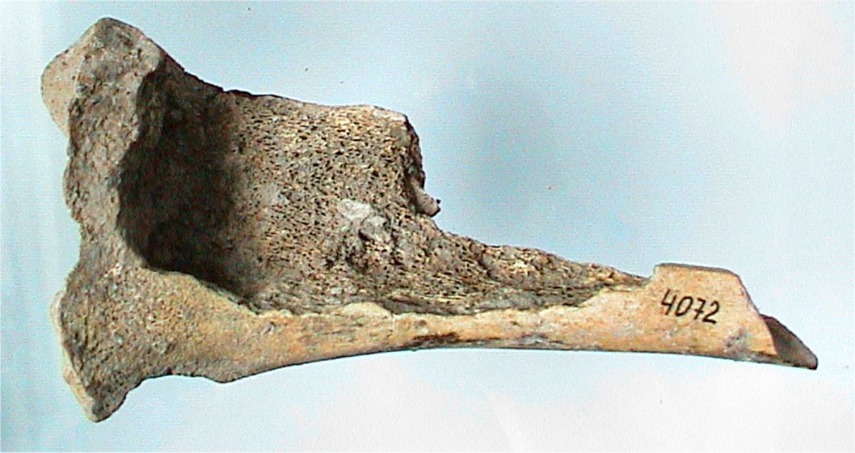 Patină de os - tibia