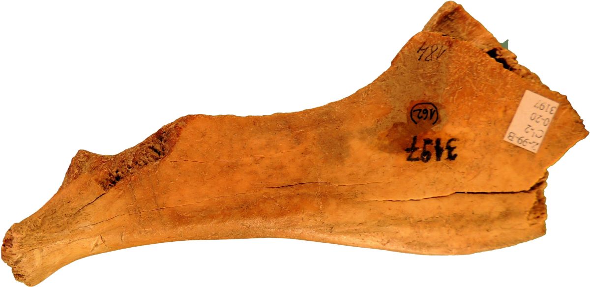 Netezitor pe fragment de os plat